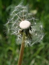 Löwenzahn-Pusteblume_3067.jpg